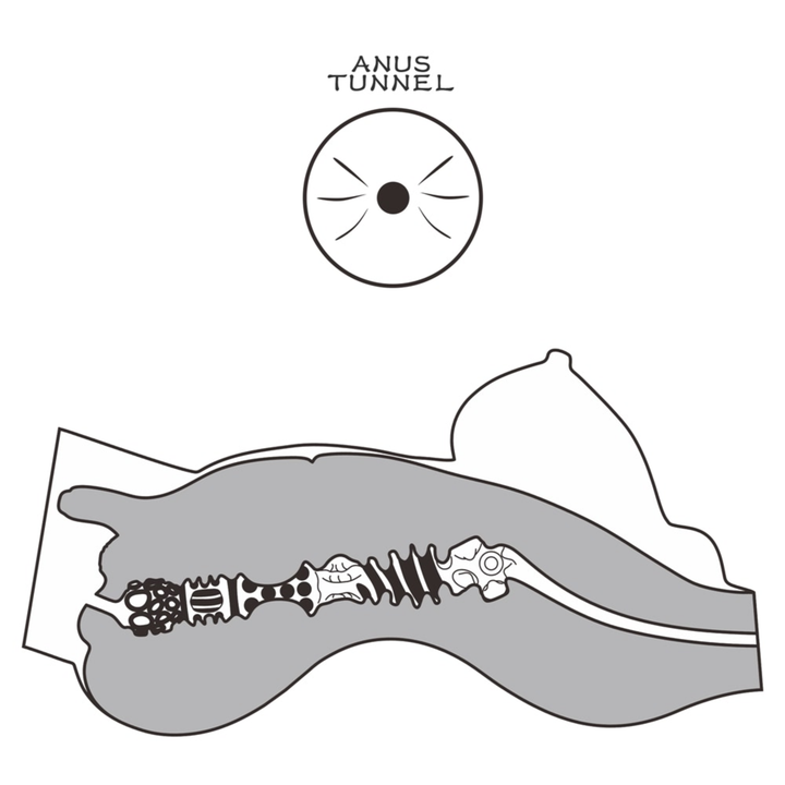depiction of Streetgirl's transgender realistic male masturbator product drawing inside view 